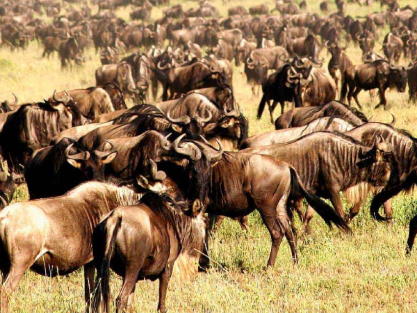 Serengeti classic Safari
