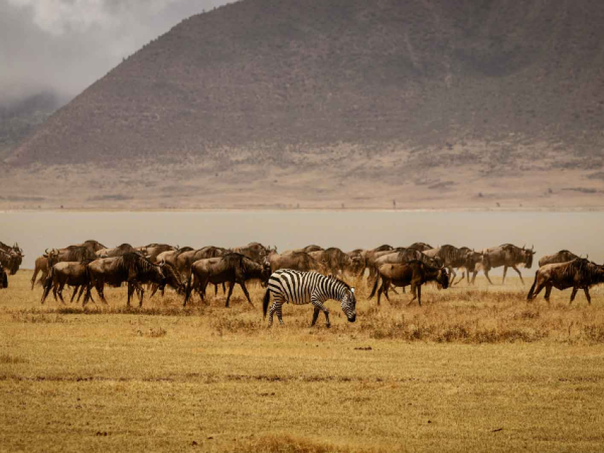 Tanzania Budget Camping Safari to Tarangire and Ngorongoro