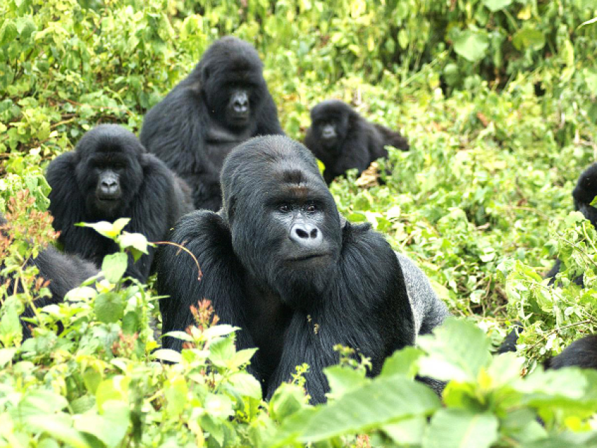 MOUNTAIN GORILLAS
