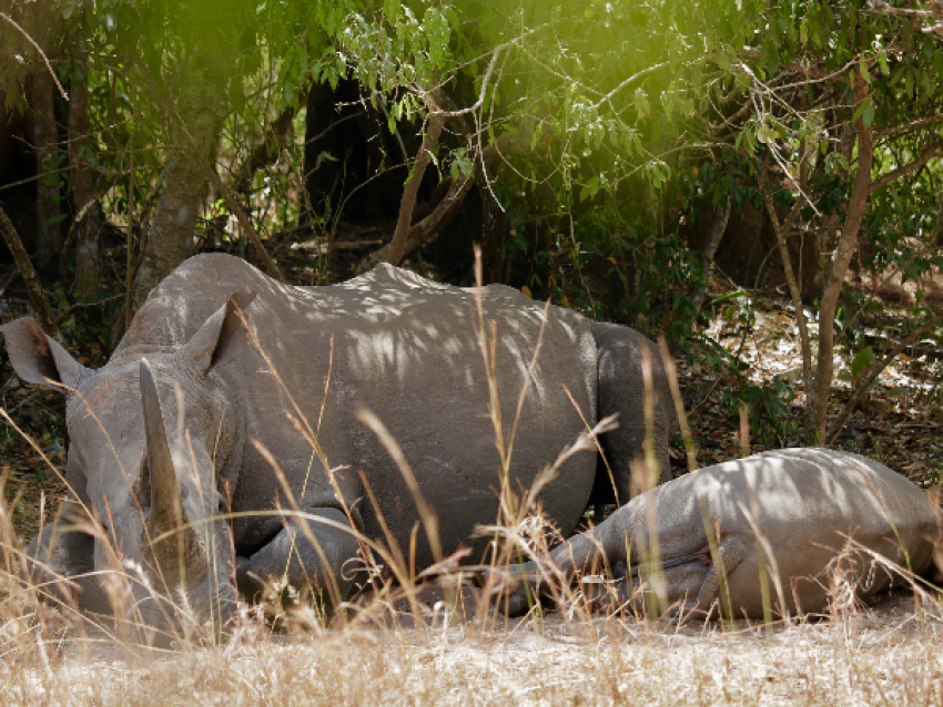 White Rhino Tracking at Ziwa Wildlife Ranch