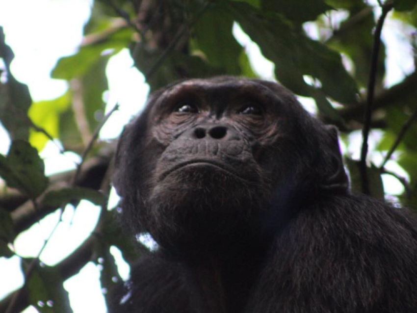 Chimpanzee Tracking in Budongo Forest Reserve