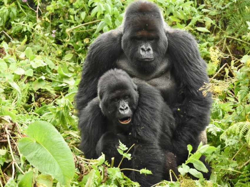 Mountain Gorillas in Ouganda