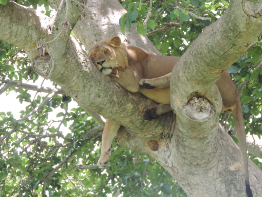 The rare tree climbing lions in Ishasha Sector, Queen Elizabeth National Park