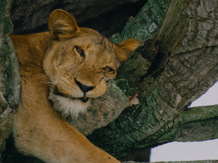 The lioness in Queen Elizabeth National Park