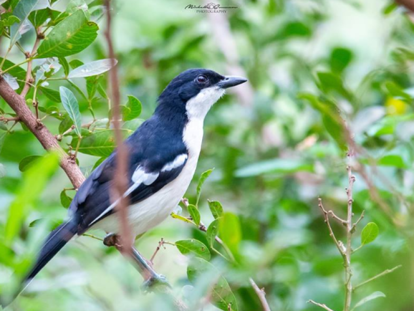 Tropical Boubou