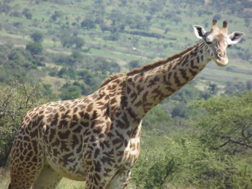 Massai Giraffe