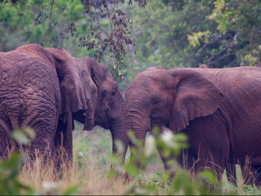 Elephant from Akagera NP