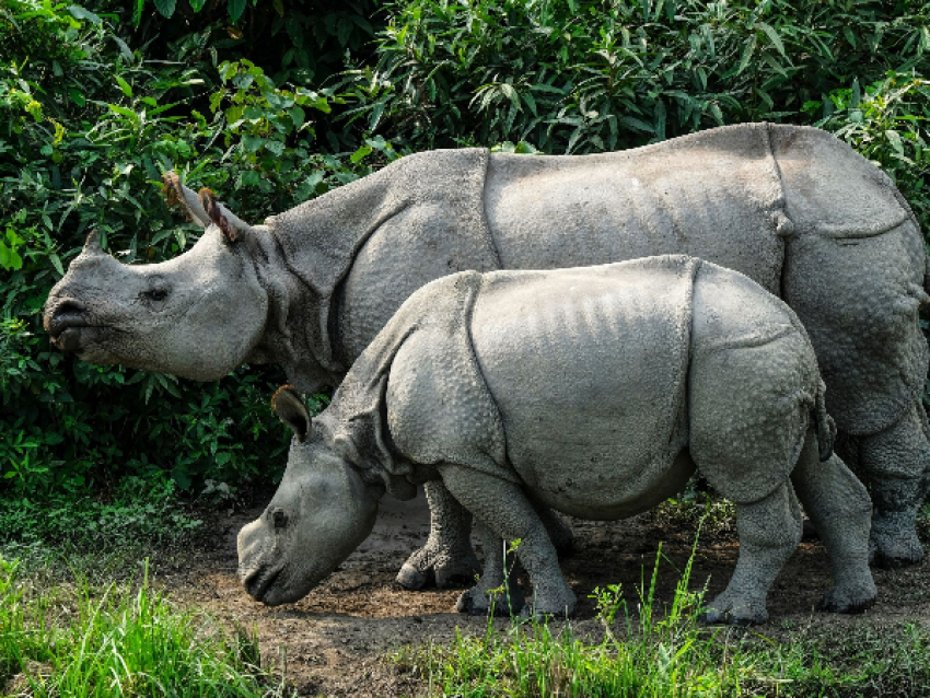 Kaziranga National Forest