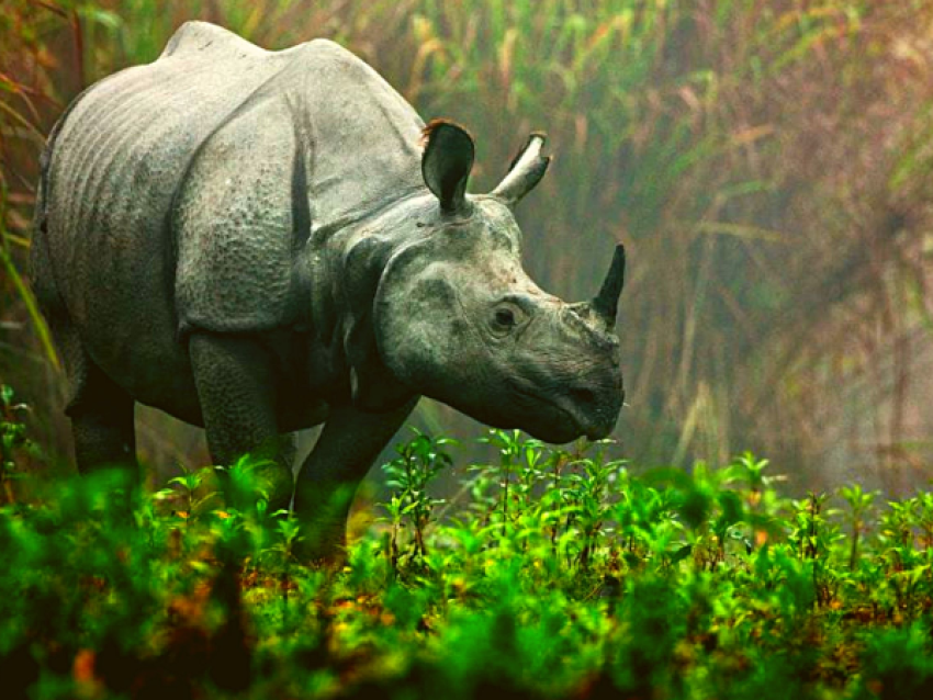 Kaziranga National Forest