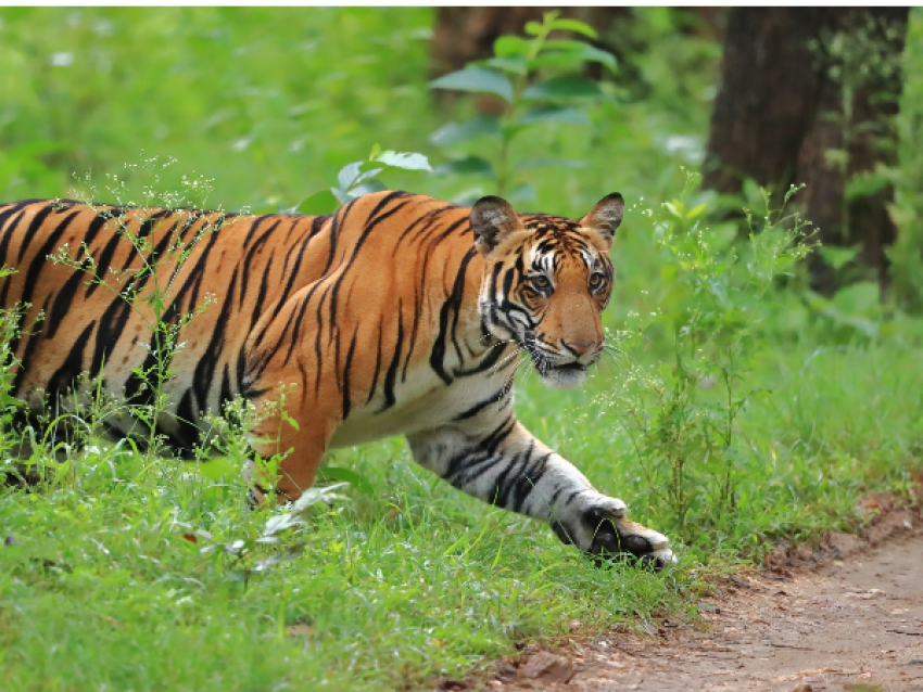 Kaziranga National Forest